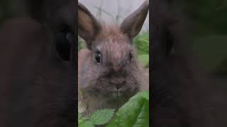 Random Fact  Rabbits Edition curiousnaturalworld rabbits rabbit randomfact cuteanimals [upl. by Erinn]