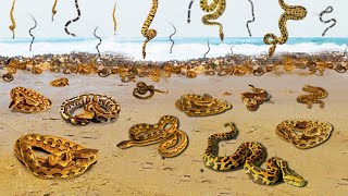 SNAKE Rain is Common and This Natural Phenomenon Proves it [upl. by Akeihsal966]