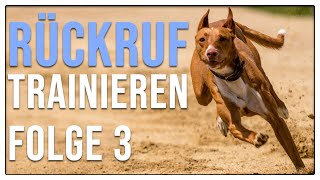 Hund hört perfekt  zuverlässiges Rückrufkommando aufbauen  Rückruftraining Teil 3 [upl. by Naruq947]