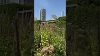 Let’s Check In On Lurie Garden at Millennium Park in Chicago IL [upl. by Cathy]