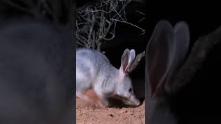 Bilby 🐀 One Of The Cutest And Most Exotic Animals In The World shorts [upl. by Arihsak]