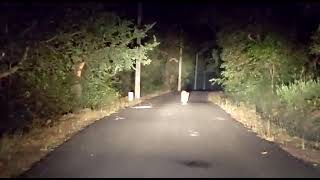 Tiger walking on Road After dinner wildlife trending [upl. by Tan779]