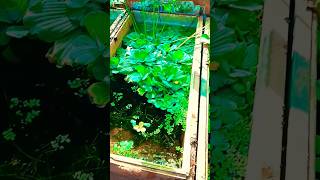 guppy guppies shorts waterplants subscribe ♥️subscribe ♥️♥️subscribe ♥️♥️♥️♥️♥️♥️♥️ [upl. by Gaiser]