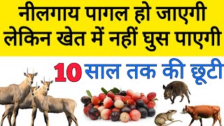 नीलगाय भगाने के यह 5 तरीके करेंगे सालों तक खेत की सुरक्षा  nilgai bhagane ka tarika [upl. by Arrimat604]