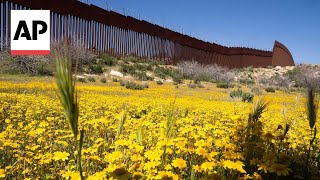 Botanists converge on the USMexico border documenting an ecosystem split by a wall [upl. by Eenel]