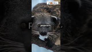 Binturong The Bearcat You’ve Never Heard Of Binturong Bearcat AnimalFacts Wildlife FunFacts [upl. by Oehsen]