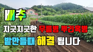 배추 무름병 뿌리혹병 밭만들때 이것만 하면 완전 해결 [upl. by Hafeetal]