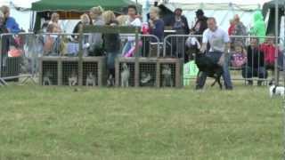 Funny Doberman Winning The Jack Russell Terrier Racing Epic [upl. by Akemrehs255]