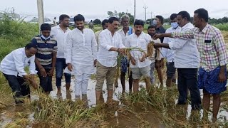 వల్లూరు లో వర్షాలు  నిండా మునిగిన రైతులు  ఆదుకుంటామన్న రవీంద్రుడు  మల్లికార్జునుడు [upl. by Belldas]