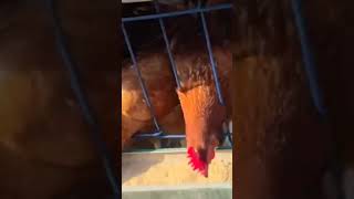 chicken chickenfarming birds poultrylife farming [upl. by Oilla]