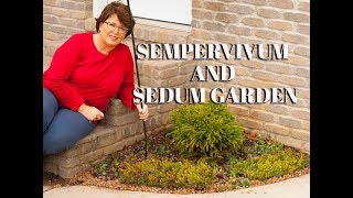 Sempervivum Garden with Sedum Stonecrop [upl. by Sarge907]