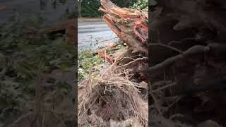 Hurricane Helene storm damage Aiken South Carolina [upl. by Durand]