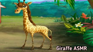 giraffe asmr videos asmr  animals asmr  asmr videos [upl. by Rohpotsirhc]