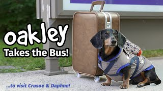 Ep4 OAKLEY TAKES THE BUS  Goes to Visit Crusoe amp Daphne Part 1 [upl. by Dde655]