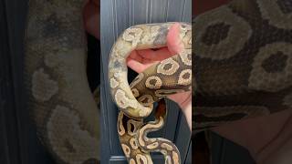 Paradox Mojave Ball Python 🐍 snake animal ballpython reptiles shorts pets petsofinstagram [upl. by Nnilsia]