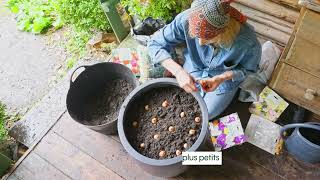 comment planter des bulbes en pot   Truffaut [upl. by Lianna]