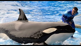 SeaWorld Killer Whale Trainer Responds to quotBlackfishquot [upl. by Steffy]