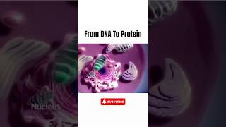 From DNA to Protein Understanding the Central Dogma of Life  Transcription amp Translation Explained [upl. by Eibmab]