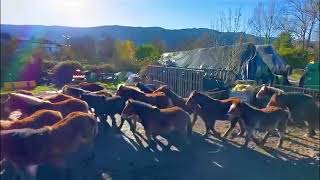 🔝Ganadería Arretxea Patxi Legarra de Zuhatzu Navarra [upl. by Mcgruter763]