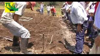 TIERRA PASTOS Y GANADO Siembra pasto de corte y estrella [upl. by Cacie137]