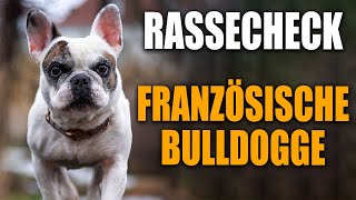 Französische Bulldogge Rassecheck  Rasseportrait Rassebeschreibung [upl. by Fredrika381]