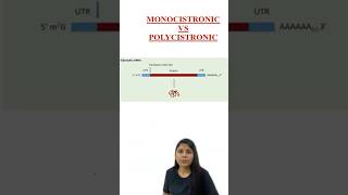 MONOCOSTRONIC vs POLYCISTRONIC  Transcription  RNA Synthesis  Class 12 Biology  NCERT  NEET [upl. by Casimir]