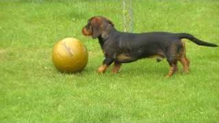 Fussballspiel mit Jasper [upl. by Arsuy]