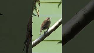 House Wren Singing shorts [upl. by Lyrehs]