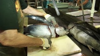 Expert Techniques for Filleting Albacore Tuna [upl. by Nylatsirk]