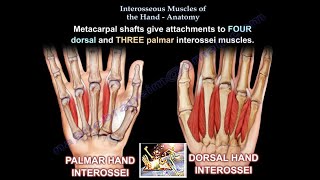 Interosseous Muscles Of The Hand Anatomy  Everything You Need To Know  Dr Nabil Ebraheim [upl. by Nairot]