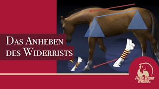 Das Anheben des Widerrists  Das Pferd hat kein Schlüsselbein [upl. by Aiuqenehs]