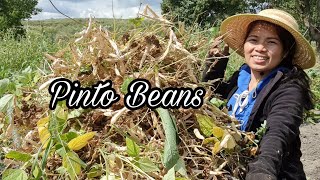 HARVESTING DRY PINTO BEANS [upl. by Gregorio]