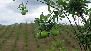 Introducción al Cultivo de Naranja [upl. by Mungam]