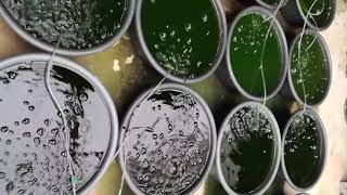 Chlorella Culture [upl. by Ullund]