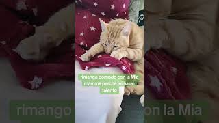 Mandarino che gatto tenerone che sei 🥰☺️ GattiDiRodia amorefelino vitadagatto [upl. by Owades100]