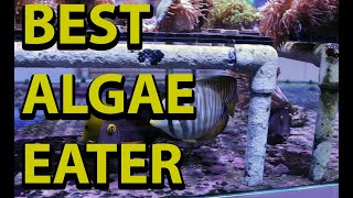 Best Reef Tank Algae Eaters [upl. by Aivato]