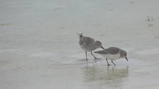 Whiterumped Sandpiper amp Semipalmated Sandpiper Comparison [upl. by Ruby]