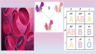 Complex Inheritance Patterns  Mrs Biology [upl. by Acire]