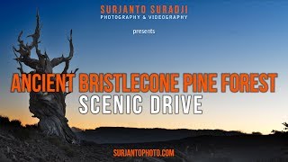 ANCIENT BRISTLECONE PINE FOREST SCENIC DRIVE [upl. by Alfredo]