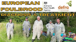 European Foulbrood Diagnosis amp Treatment In Honey Bees With The Bee Inspectors [upl. by Irollam]