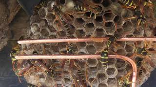 Agitated Paperwasps  The actual Zapping starts at 153 [upl. by Beitris457]