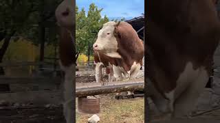 🔴 SIMMENTAL CATTLE ✅ Biggest Bulls And Cow [upl. by Ethan]