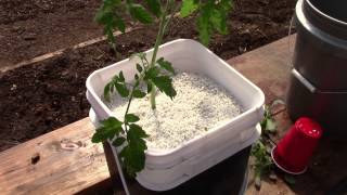 Starting Up Hydroponic Dutch Bucket Tomatoes [upl. by Aurelio]