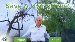 How To Save A Dying Tree  African Sumac Update [upl. by Yeblehs]