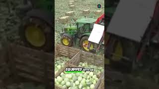 Cabbage harvester in England farming harvest [upl. by Wolenik]