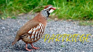 Partridge Sound  Bird Sounds [upl. by Neukam87]