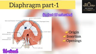 Diaphragm part1 in simplified way ✌️🩺 with 3d visuals diaphragm anatomy medical respiratory [upl. by Jepum]