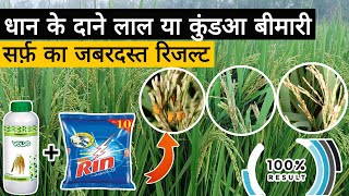 धान में बलियों के दाने लाल या false smut हो रहा हैं  Validamycin ke result  false smut of rice [upl. by Beaner]