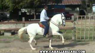 Caballos costarricenses de paso  5 [upl. by Adniral]