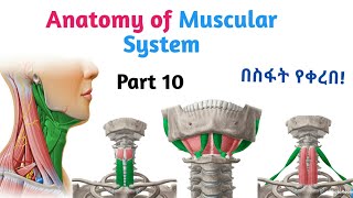 Anatomy of Muscular System Hyoid Muscles Interesting Video Lecture with Amharic Speech Part 10 [upl. by Nnadroj708]